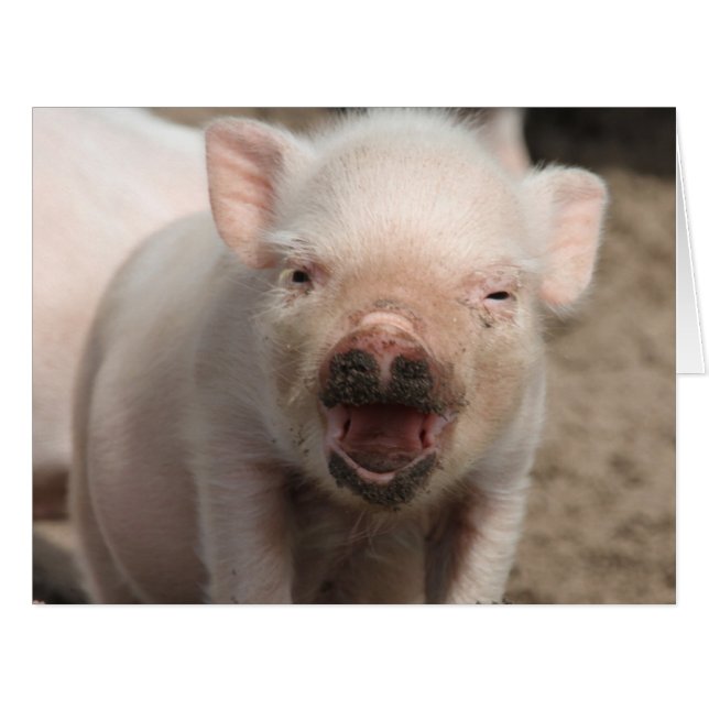 Piglet_2014_1101 (Vorderseite (Horizontal))