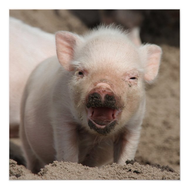 Piglet_2014_1101 Poster (Vorderseite)