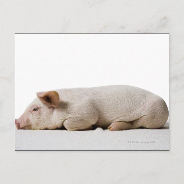 Piglet-Down-Profil Postkarte (Vorderseite)