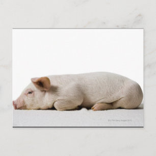 Piglet-Down-Profil Postkarte