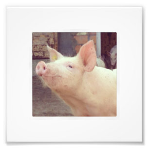Piglet Fotografie