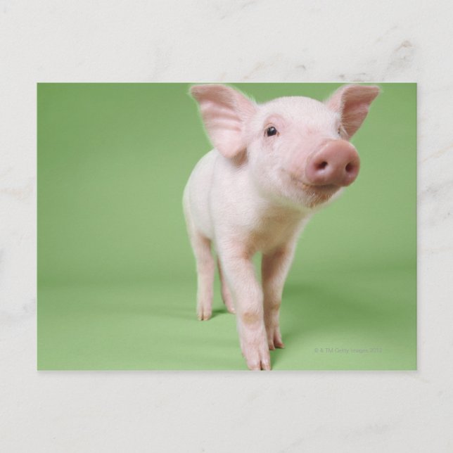 Piglet Stehend Postkarte (Vorderseite)