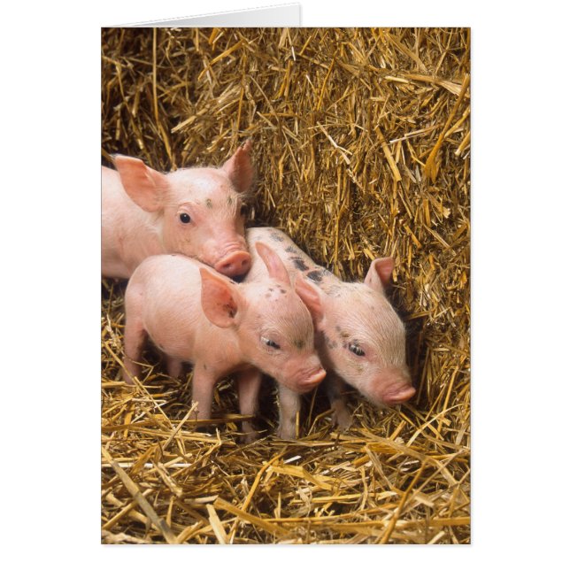 Piglets (Devant)