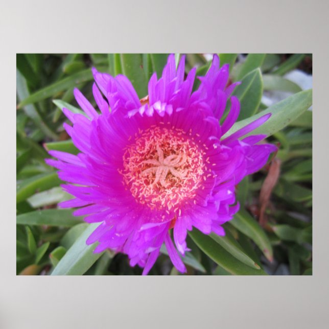 Pigment Poster (Vorne)