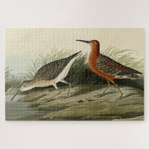 Pigmy Curlew (Sandpiper) Audubon Birds of America