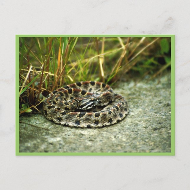 Pigmy Rattlesnake Postkarte (Vorderseite)
