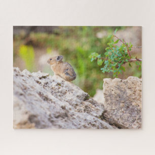 Pika
