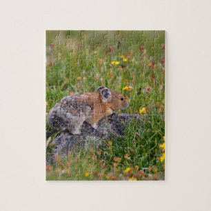pika