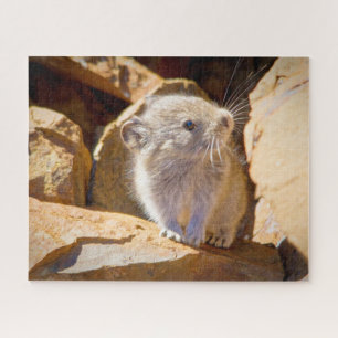 Pika