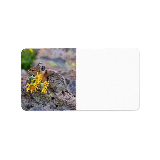 Pika Adressaufkleber (Vorne)