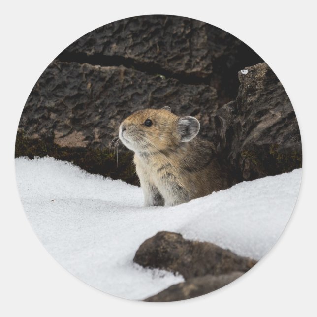 Pika im Schnee Runder Aufkleber (Vorderseite)