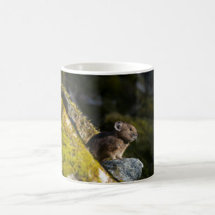 Pika nimmt die Sonne des Abends auf Kaffeetasse