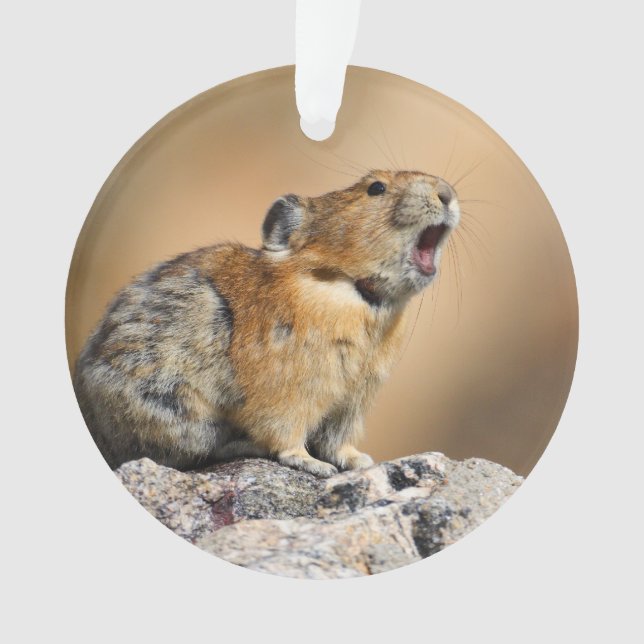 Pika Ornament (Vorderseite)