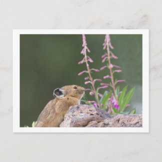 Pika Postkarte