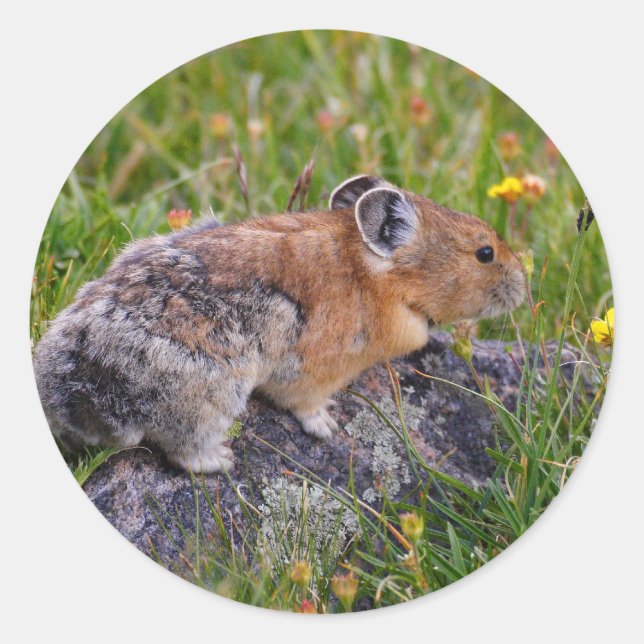 Pika Runder Aufkleber (Vorderseite)