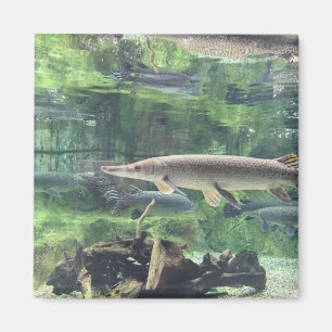 Pike-Fische Magnet