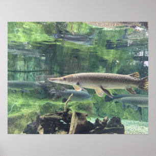 Pike Fish Poster