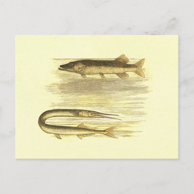 Pike Fish & Sea Pike Vintag Lithograph Postkarte (Vorderseite)