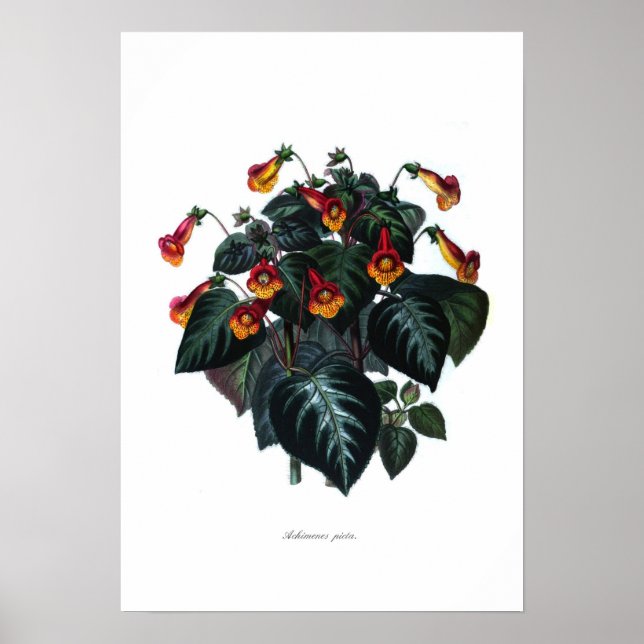 Pikta Poster (Vorne)