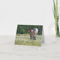 Pilar und Wildfire Pryor Mountain Wilde Pferde