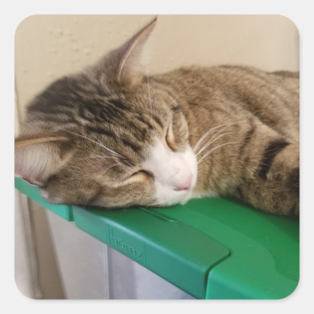 Pile courte Stickers Chat (Devant)
