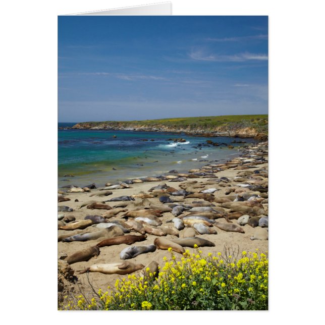 Pile der Elefanten-Siegel (Vorne)