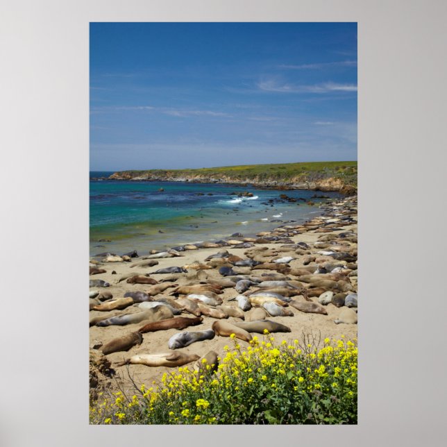 Pile der Elefanten-Siegel Poster (Vorne)