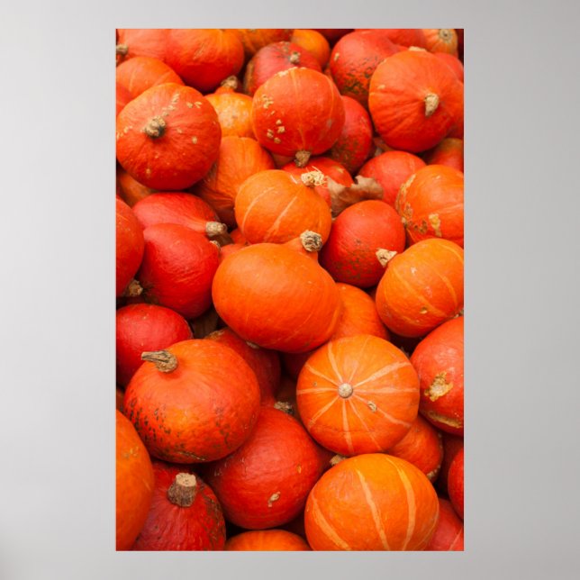 Pile of small pumpkins, Germany Poster (Vorne)