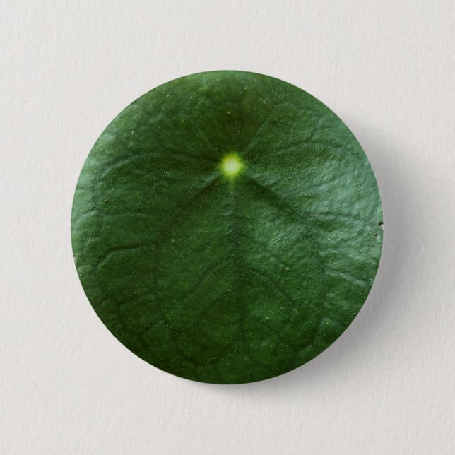 Pilea Peperomioides Knopf Button (Vorderseite)