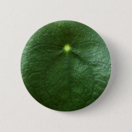 Pilea Peperomioides Knopf Button