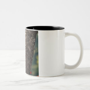 Pileated Specht-Kaffee-Tasse Zweifarbige Tasse