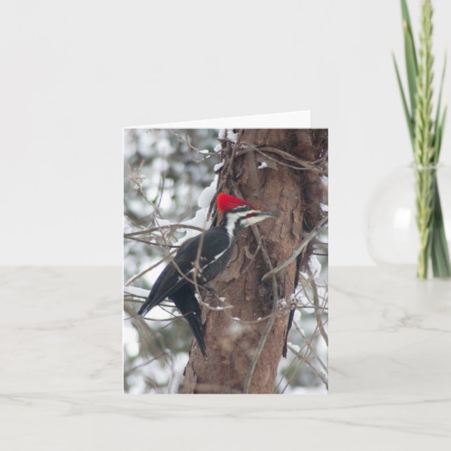Pileated Specht Karte (Vorderseite)