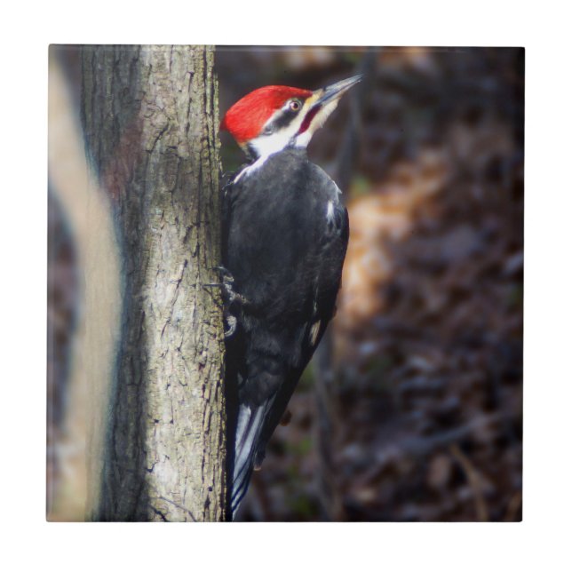 Pileated Specht-Keramik-Foto-Fliese Fliese (Vorderseite)