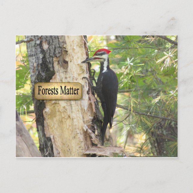 Pileated Woodpecker Ecology Postcard. Postkarte (Vorderseite)
