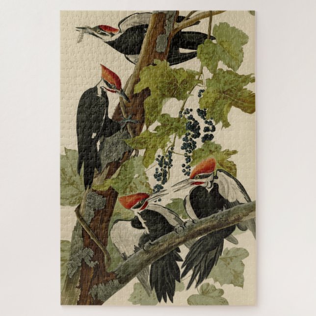 Pileated Woodpecker from Audubon Birds of America (Vertikal)
