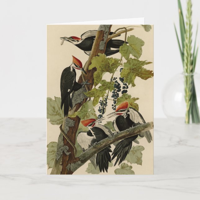 Pileated Woodpecker from Audubon Birds of America Karte (Vorderseite)