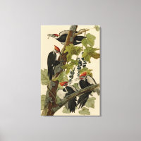 Pileated Woodpecker from Audubon Birds of America