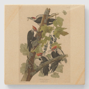 Pileated Woodpecker from Audubon Birds of America Steinuntersetzer