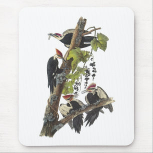Pileated Woodpecker von Audubon Mousepad