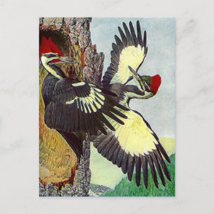PILEATIERTE HOLZKRÄFTE BAUEN NEST CAVITY POSTCARD POSTKARTE