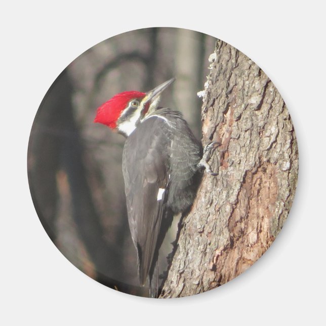 Pileierter Woodpecker-Magnet. Magnet (Vorne)