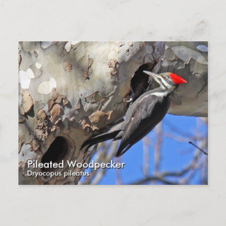 Piletierter Specker Postkarte