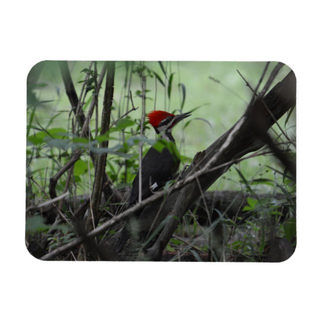 Piletierter Woodpecker Foto-Magnet Magnet (Horizontal)