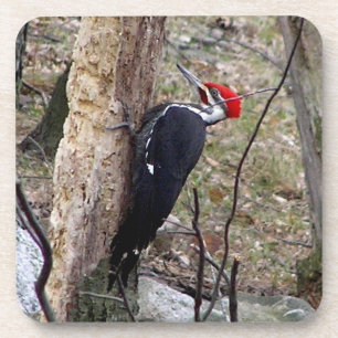 Piletierter Woodpecker Square Untersetzer
