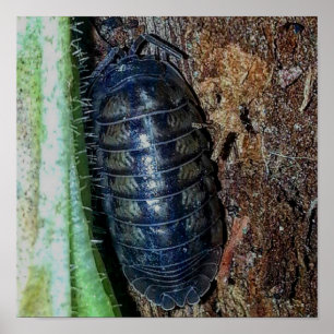 Pill Bug (photo) - Affiche