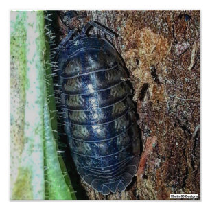 Pill Bug (photo) - Impression photo