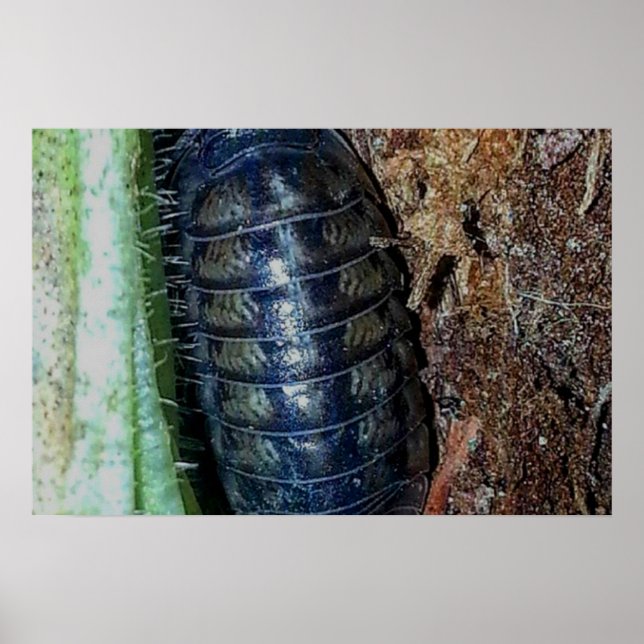 Pillenbug (Foto) - Plakat (Vorne)