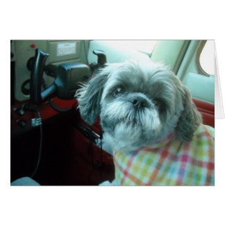 Pilote Shih Tzu