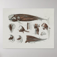 Pilotin Whale Anatomie Print Marine Biology