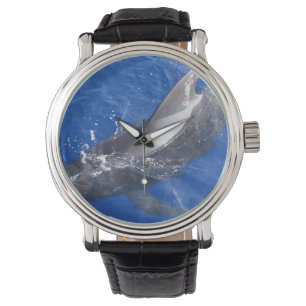 Pilotwal in Hawaii Armbanduhr